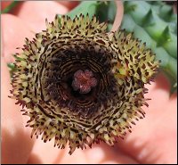 Huernia hystrix  hystrix A